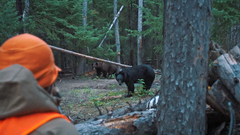 DVD Bear Hunting Magazine